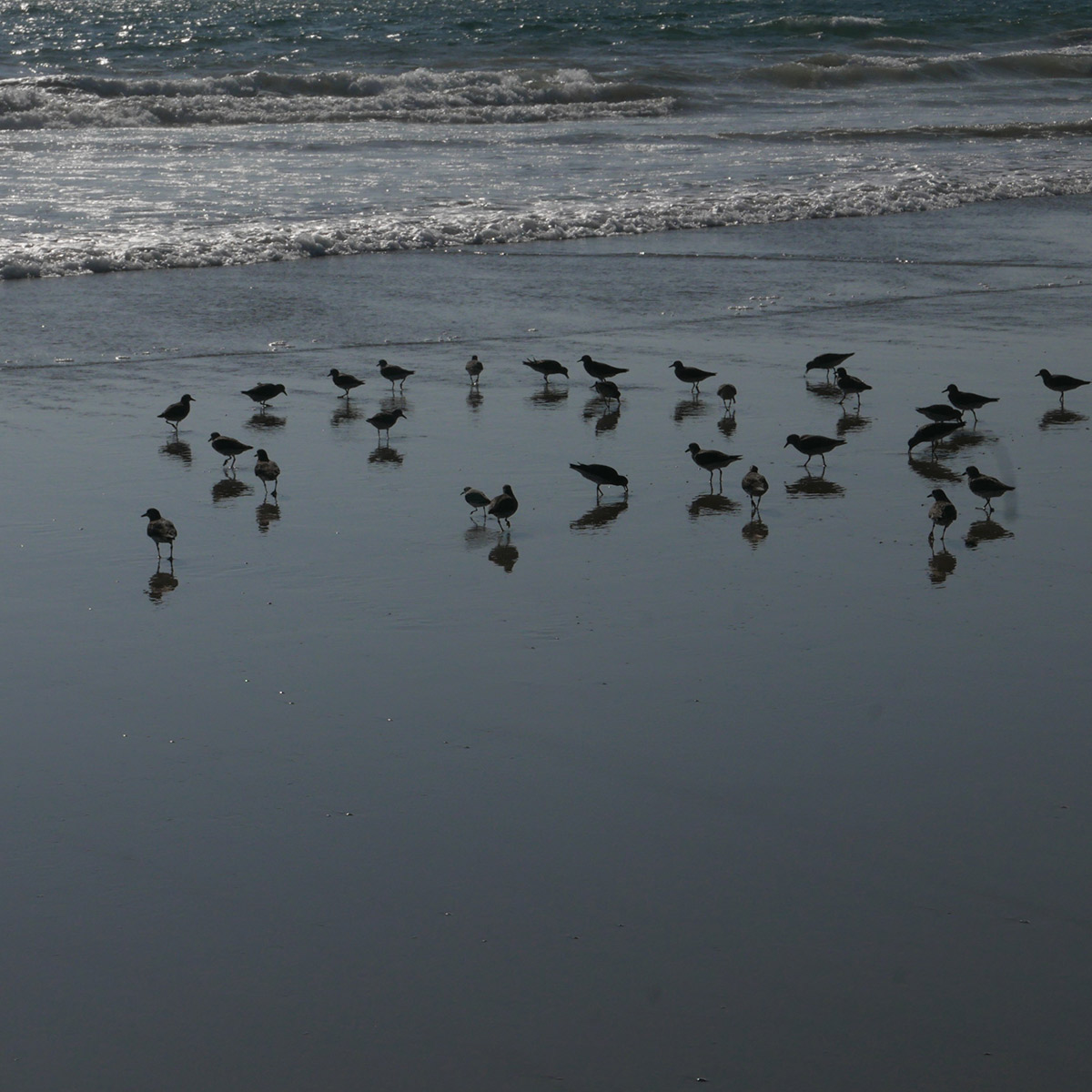 birds on a beach