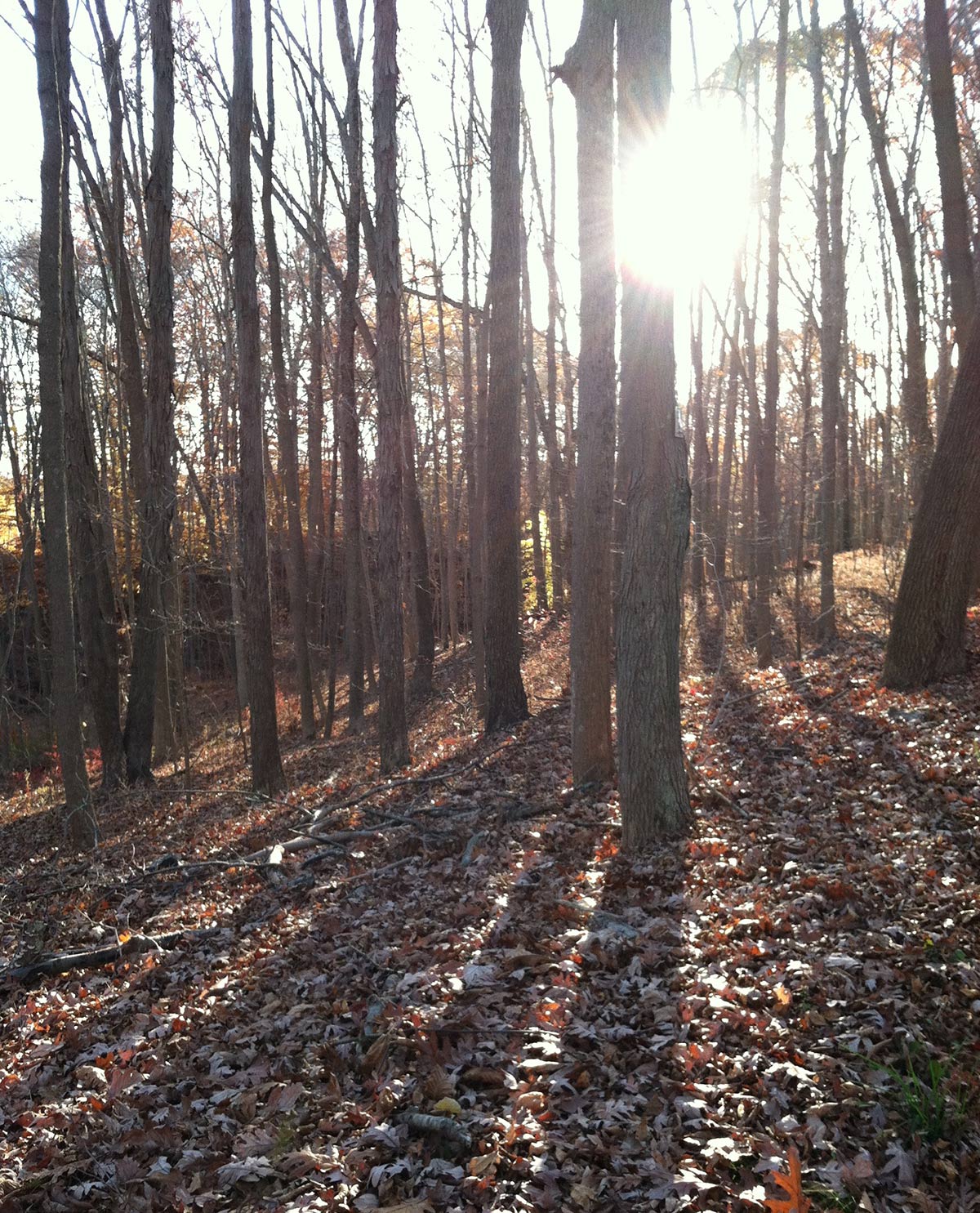 View of the setting sun through trees